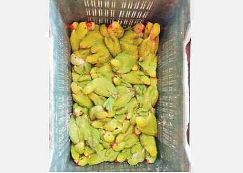 திருச்சியில் விற்பனைக்காக கூண்டுக்குள் அடைக்கப்பட்டிருந்த 500 கிளிகள், முனியாஸ் குருவிகள் மீட்பு