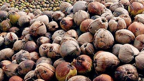 கோவையில் கயிறு வணிக மேம்பாட்டு நிறுவனம்: தென்னைநார் தொழில்முனைவோர் சங்கம் வரவேற்பு