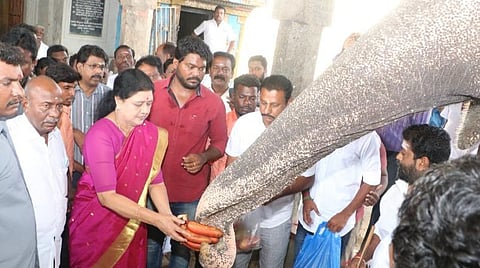 கோவில் யானைக்கு பழம் வழங்கும் சசிகலா