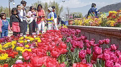 ஆசியாவின் மிகப் பெரிய துலிப் மலர்த்தோட்டம்: ஸ்ரீநகரில் பார்வையாளர்களுக்கு திறப்பு