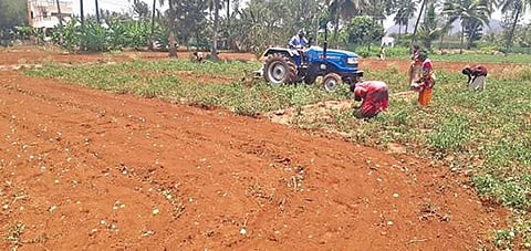 தருமபுரி மாவட்டம் ராணிமூக்கனூர் அடுத்த அண்ணா நகர் பகுதியில் பிஞ்சும், பழமுமாக உள்ள தக்காளி செடிகளையும் சேர்த்து உழவு செய்யும் வயலில், திரண்ட பழங்களை அறுத்துச் செல்லும் அப்பகுதி பெண்கள்