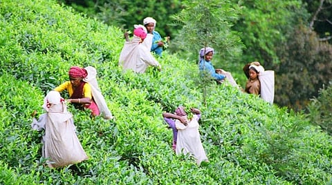 எண்டோசல்ஃபான் துயரம்: வேளாண் துறைக்கு ஒரு நிரந்தரப் படிப்பினை