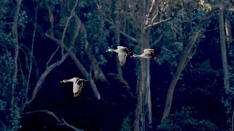 பல்லுயிர்ச் சூழலை மீட்டெடுக்க நீலகிரியில் அந்நிய களைச் செடிகளை அகற்ற வேண்டும்: சுற்றுச்சூழல் ஆர்வலர்கள்