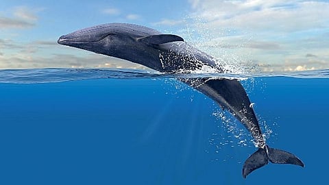 ஆழ்கடல் அதிசயங்கள் 02: உலகின் மிகப்பெரிய குழந்தை!