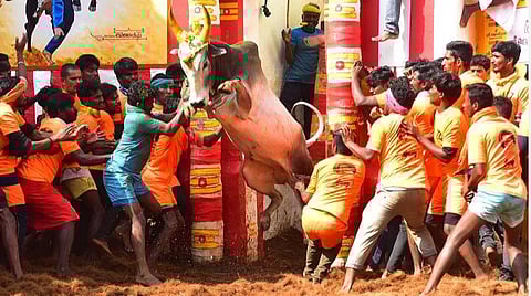 ஜல்லிக்கட்டுக்கு தனி மைதானம்; அலங்காநல்லூர் மக்கள் வரவேற்பு: போட்டி பல நாட்கள் நடக்க வாய்ப்பு