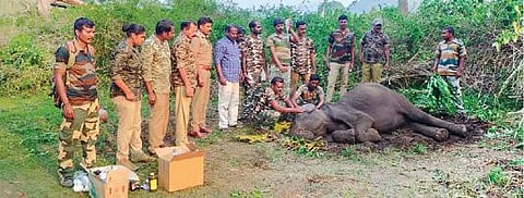 தாளவாடி வனப்பகுதியில் மயங்கிய நிலையில் கண்டறியப்பட்ட யானைக்கு வனத்துறையினர் ஏற்பாட்டில், கால்நடை மருத்துவர் மூலம் சிகிச்சை அளிக்கப்பட்டது.