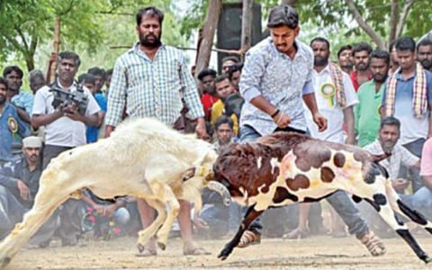 கருணாநிதி பிறந்தநாளையொட்டி கிடா சண்டைக்கு அனுமதி மறுப்பு: உயர் நீதிமன்றத்தில் அரசு தகவல்