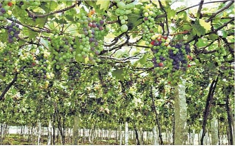 அதிக விளைச்சலால் தேனியில் திராட்சை விலை வீழ்ச்சி: தள்ளுவண்டியில் கூவிக்கூவி விற்பனை