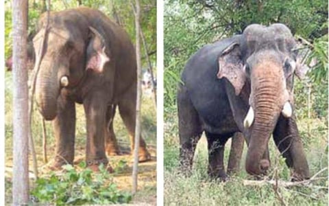 கும்கி யானைகள் சின்னதம்பி, கலீம்