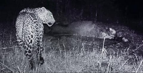 தளி குதிரைப்பண்ணைக்கு இறை தேடி வந்த சிறுத்தையின் நடமாட்டம்,   சிசிடிவியில் பதிவானது.