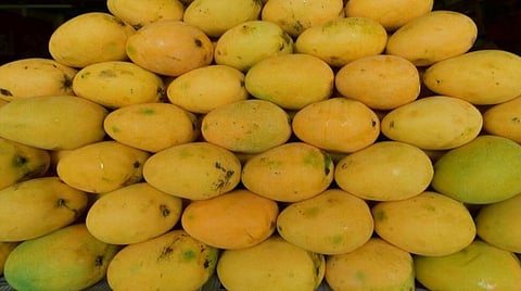 ‘செயற்கை’ முறையில் கையாளப்பட்ட மாம்பழம், தர்பூசணியைக் கண்டறிவது எப்படி?