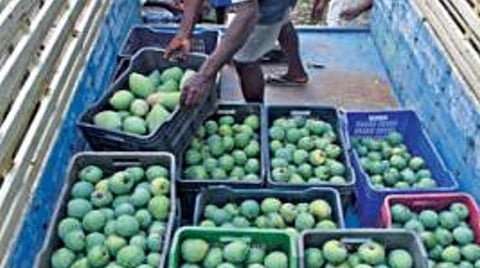 சேலம் காந்தி விளையாட்டு மைதானம் அருகே உள்ள மாம்பழ மண்டிக்கு வந்துள்ள மாம் பழங்களை இறக்கும் பணியில் ஈடுபட்டுள்ள தொழிலாளர்கள்.        படம்: எஸ்.குரு பிரசாத்