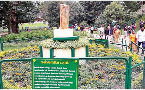 உதகை தாவரவியல் பூங்காவை 2 நாட்களில் 60,000 சுற்றுலா பயணிகள் கண்டு ரசிப்பு