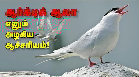 ஆர்க்டிக் ஆலா எனும் அழகிய ஆச்சரியம்!