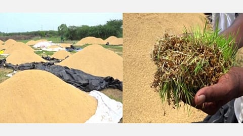 செக்கானூரணியில் முன்னறிவிப்பின்றி நெல் கொள்முதல் நிறுத்தம்: மழையில் நெல்கள் முளைப்பதால் விவசாயிகள் கவலை