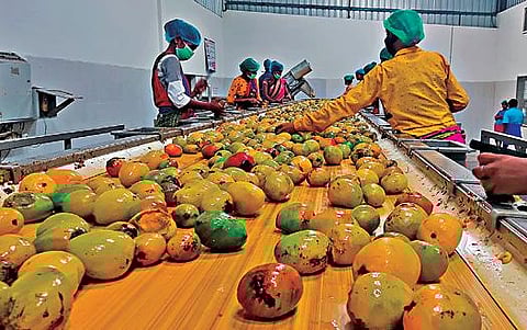 கிருஷ்ணகிரி மாவட்டம் பையூரில் உள்ள தனியார் தொழிற்சாலையில் மாங்கூழ் தயாரிக்கும் பணிகள் தொடங்கியது.