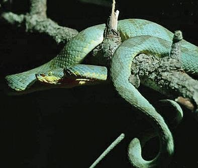 செஞ்சி அருகே பாக்கம்- கெங்கபுரம் காப்புக்காட்டில் கண்டறியப்பட்ட அரியவகை மூங்கில் குழி விரியன்.