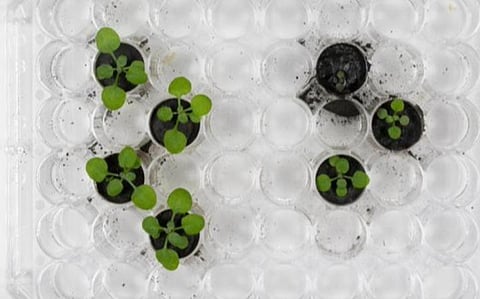 நாசா பகிர்ந்துள்ள படம்.