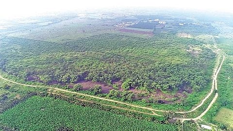 சீமைக் கருவேல மரங்கள் நிறைந்து நீரின்றி வறண்டு காணப்படும் காலிங்கராயன் குளத்தின் முழுத்தோற்றம். (டிரோன் புகைப்படம்)