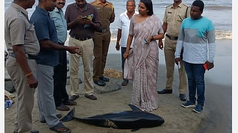 புதுச்சேரி கடற்கரையில் கரை ஒதுங்கிய டால்பின் வகை மீனை பார்வையிடும் அதிகாரிகள் மற்றும் காவல்துறை