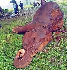 கூடலூர் | மின்சாரம் பாய்ந்து பெண் யானை உயிரிழப்பு