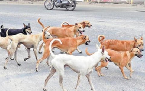 கோவை | பொதுமக்களுக்கு ஏற்படும் பாதிப்பைத் தடுக்க மாநகரில் தெரு நாய்கள் கணக்கெடுப்பு பணி தொடக்கம்