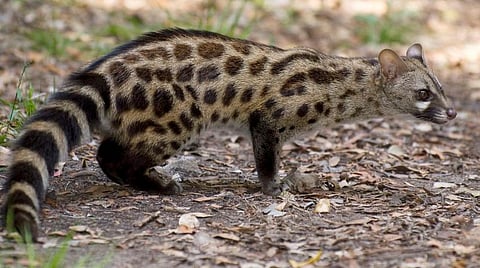 மூட நம்பிக்கையால் கொல்லப்படும் காட்டுயிர்கள்