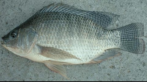 நீர் மறுசுழற்சி முறையில் மீன் வளர்ப்பு