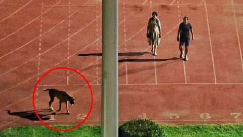 நாயுடன் வாக்கிங் செல்வதற்காக விளையாட்டு வீரர்களுக்கு இடையூறு: ஐஏஎஸ் தம்பதி பணியிட மாற்றம்