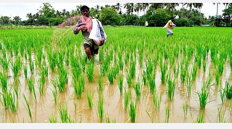 டெல்டா மாவட்டங்களில் அதிரடி சோதனை: ரூ.62.34 லட்சம் மதிப்பிலான 124 மெட்ரிக் டன் நெல் விதைகளுக்கு விற்பனைத் தடை