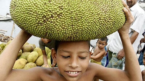 பலா - முள்ளுக்குள் தங்கப் புதையல்