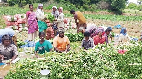 ஓசூர் வட்டத்தில் தொடர் மழையால் முள்ளங்கி மகசூல் இருமடங்கு அதிகரிப்பு: விலை குறைவால் விவசாயிகள் வேதனை