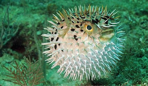 ஆழ்கடல் அதிசயங்கள் 10: கடலின் பொறியாளர்கள்!