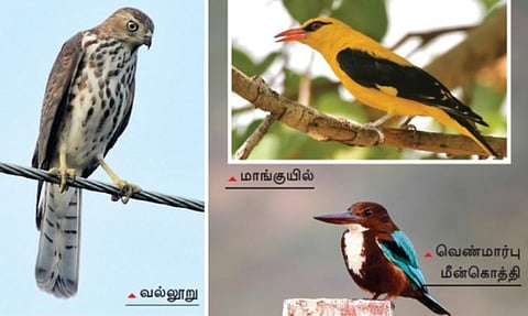 பறவைக் குறிப்புகள் கிளர்த்திய நினைவுகள்