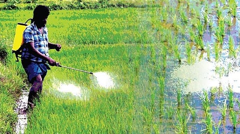 அச்சுறுத்தும் உர நெருக்கடி: கையாள்வது எப்படி?