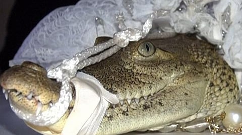 மெக்சிகோ: முதலையை திருமணம் செய்து கொண்ட மேயர்