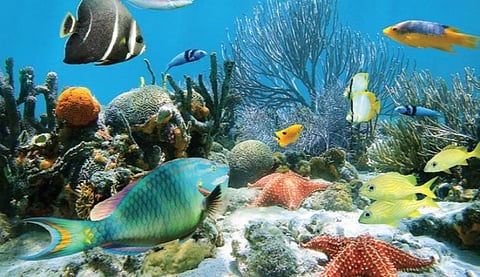 இயற்கை 24X7 - 11: உலகின் கருப்பை