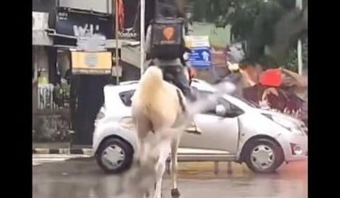 மழைக்கு நடுவே புயலாக குதிரையில் சென்று உணவு டெலிவரி செய்த ஊழியரை தேடும் ஸ்விகி நிறுவனம்