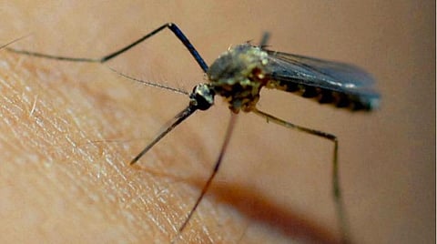 கொசு ஒழிப்பு நடவடிக்கையை மக்கள் இயக்கமாக தொடங்குவதற்கு மக்களின் பங்களிப்பு முக்கியம் - மத்திய சுகாதாரத்துறை அமைச்சர்