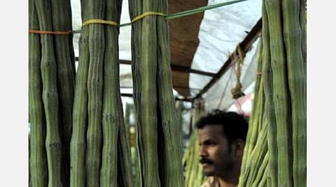 கிலோ ரூ.5-க்கு கூட வாங்க ஆளில்லை - முருங்கைக்காயை விற்க முடியாமல் வேதனை