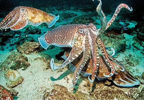 ஆழ்கடல் அதிசயங்கள் 14: நிறம் மாறும் தோட்டுக்கணவாய்!