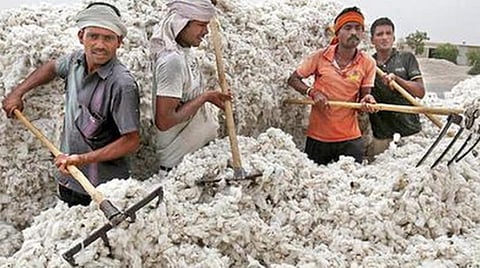 “பருத்தி கொள்முதலுக்கு அரசு ஏற்பாடு செய்யாததால் விவசாயிகள் கடும் பாதிப்பு” - தினகரன்