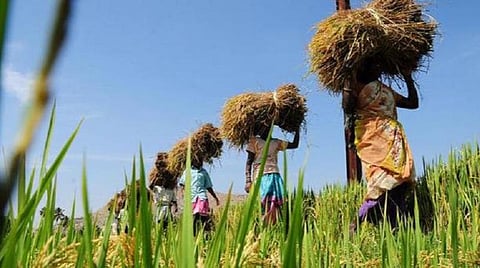 கெடு விதித்த மத்திய அரசு; மவுனம் காக்கும் தமிழக அரசு - குறுவை சாகுபடிக்கு பயிர்க் காப்பீடு உண்டா? இல்லையா?