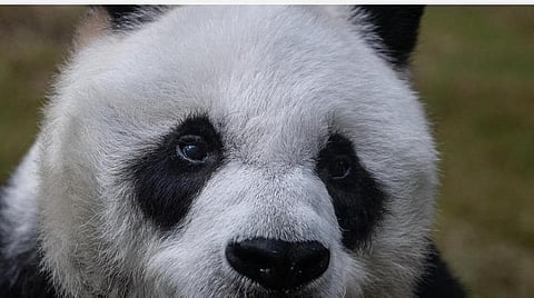 உலகின் வயதான ஆண் பாண்டா உயிரிழப்பு: சோகத்தில் ஆழ்ந்த ஹாங்காங் பூங்கா