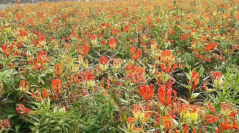 ஒட்டன்சத்திரம் பகுதியில் பயிரிடப்பட்டுள்ள செங்காந்தள் மலர் எனப்படும் மருத்துவ குணம் மிகுந்த கண்வலிக்கிழங்கு பயிர்.
