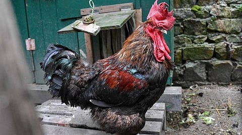 பிரதிநிதித்துவப்படம்