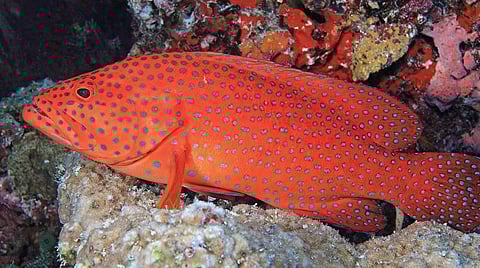 களவா மீன்