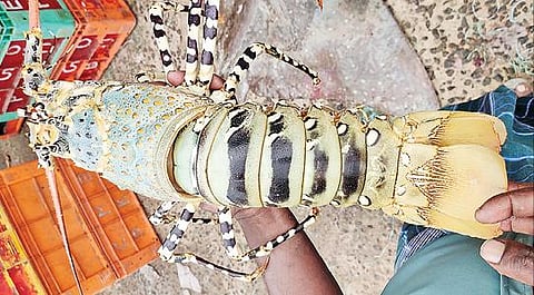 பாம்பன் மீனவர் வலையில் உயிருடன் சிக்கிய சிங்கி இறால்.