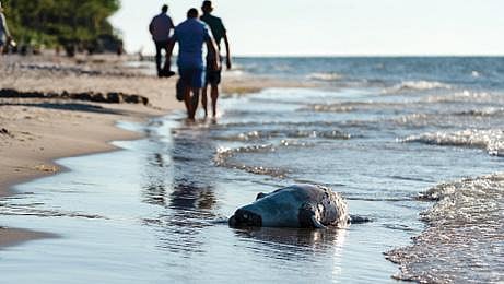 இயற்கை 24X7: 15 - மீன் என்பது இனி உணவல்ல