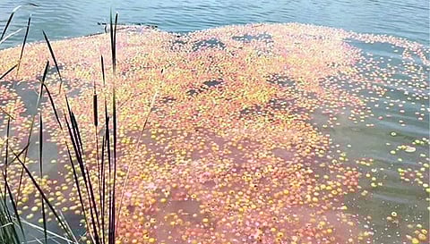 மகசூல் அதிகரிப்பு மற்றும் சந்தையில் விலை குறைந்ததால், போச்சம்பள்ளி அருகே அறுவடை செய்த தக்காளியை பண்ணந்தூர் ஏரியில் மீன்களுக்கு உணவாக விவசாயிகள் கொட்டினர்.